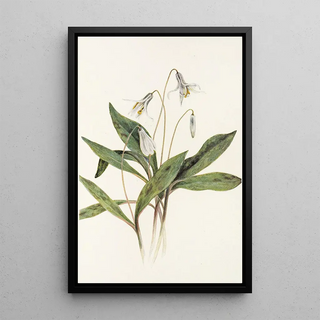 Mary Vaux Walcott - White Troutlily Erythronium albidum.webp