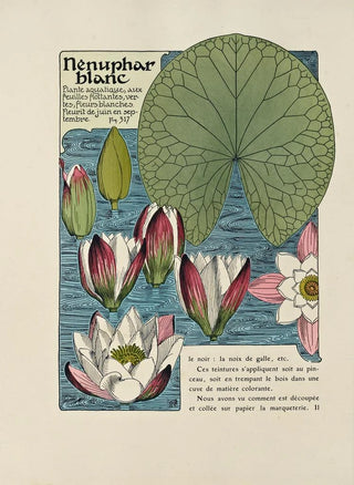 Maurice Pillard Verneuil - Nenuphar blanc.webp