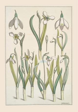 Maurice Pillard Verneuil - Perceneige.webp