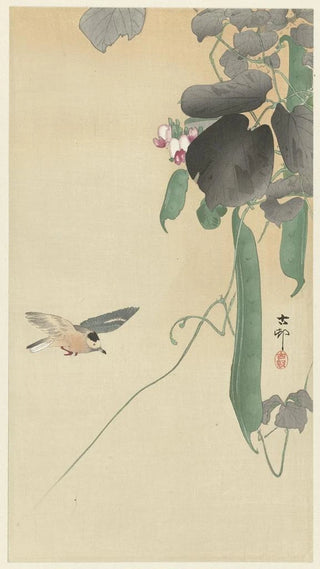 Ohara Koson - Bird at flowering bean plant.webp