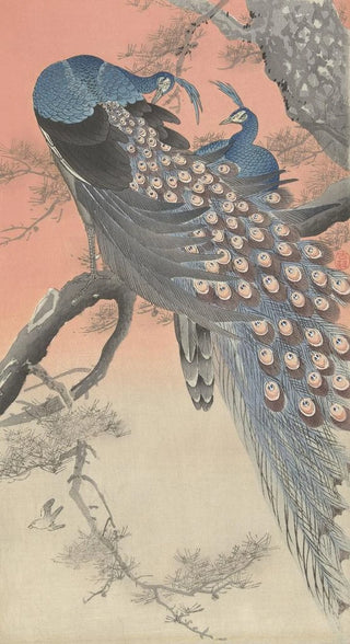 Ohara Koson - Two peacocks on tree branch.webp
