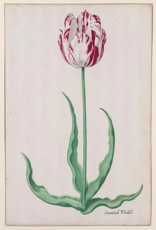 Pieter Holsteyn II - Study of a Tulip Ammirael Winckel.webp