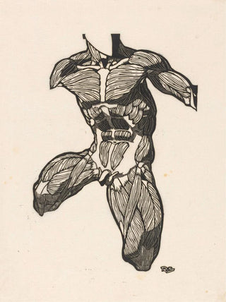 Reijer Stolk - Anatomical study of the neck abdominal and thigh muscles of a man.webp