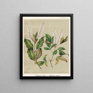 Sarah Featon - 1 Wienmannia silvicola 2 Weinmannia racemosa Plate 32.webp