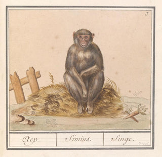Anselmus Botius de Boodt - Aap Primates Aep Simius Singe.webp
