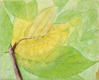 Study of the lunar caterpillar for the book Camouflage in the animal kingdom - Abbott Handerson Thayer — artwork view