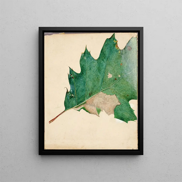 Study on Oligocentra lignicolor Walker for the book Concealing Coloration in the Animal Kingdom - Abbott Handerson Thayer — framed artwork on a wall