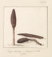 Rare Plant Painting from the island of Gozo - Abraham-Louis-Rodolphe Ducros — artwork view