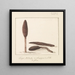 Rare Plant Painting from the island of Gozo - Abraham-Louis-Rodolphe Ducros — framed artwork on a wall