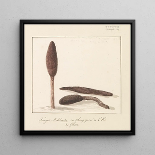 AbrahamLouisRodolphe Ducros - Zeldzame plant van eiland Gozo.webp