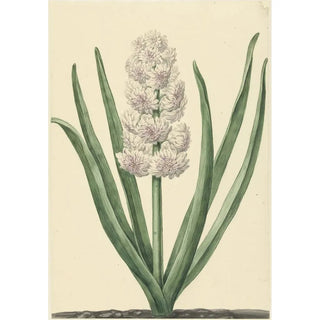 Reproduction of the painting La jacinthe rose et blanche États généraux - Abraham Hendrik van Beesten