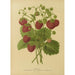 Flore et pomone néerlandaises Pl02 - Abraham Jacobus Wendel — artwork view