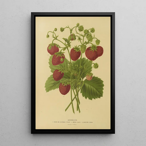 Flore et pomone néerlandaises Pl02 - Abraham Jacobus Wendel — framed artwork on a wall