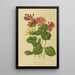 Reproduction of the painting Flore et pomone néerlandaises Pl03 - Abraham Jacobus Wendel