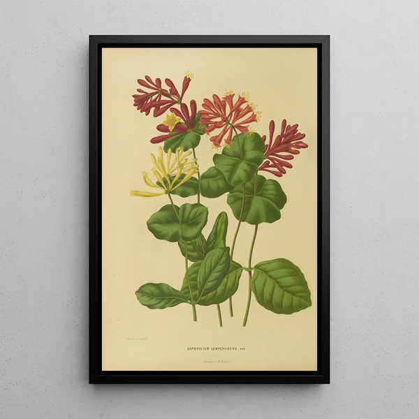 Reproduction of the painting Flore et pomone néerlandaises Pl03 - Abraham Jacobus Wendel