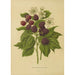Flore et pomone néerlandaises Pl05 - Abraham Jacobus Wendel — artwork view