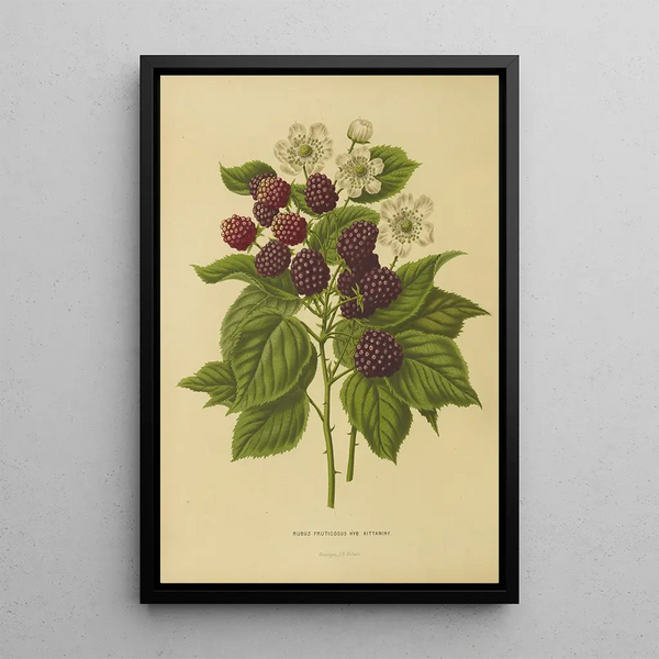 Flore et pomone néerlandaises Pl05 - Abraham Jacobus Wendel — framed artwork on a wall