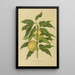 Flore et pomone néerlandaises Pl06 - Abraham Jacobus Wendel — framed artwork on a wall