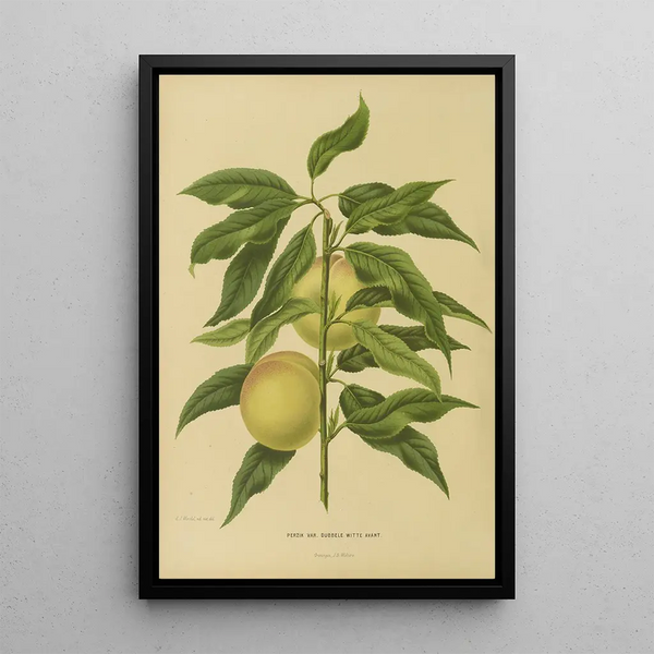 Flore et pomone néerlandaises Pl06 - Abraham Jacobus Wendel — framed artwork on a wall