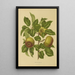 Reproduction of the painting Flore et pomone néerlandaises Pl07 - Abraham Jacobus Wendel