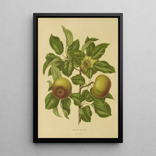 Reproduction of the painting Flore et pomone néerlandaises Pl07 - Abraham Jacobus Wendel