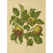 Reproduction of the painting Flore et pomone néerlandaises Pl07 - Abraham Jacobus Wendel