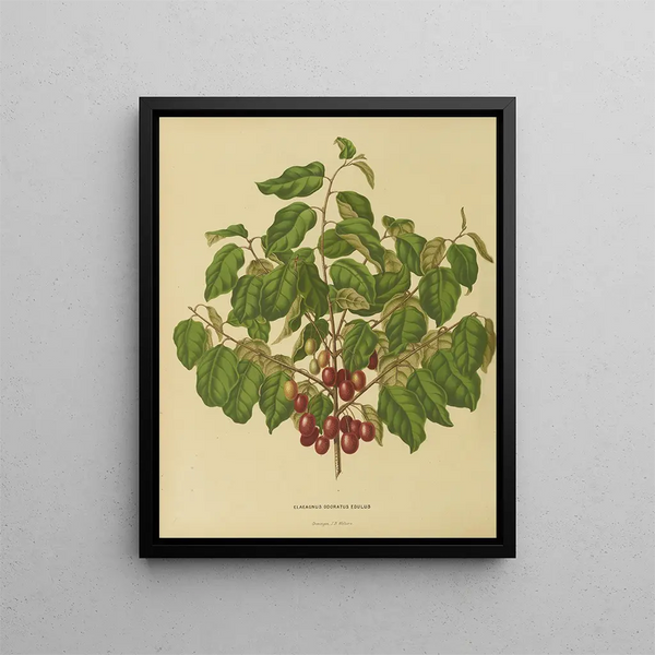 Flore hollandaise et Pomone Pl. 08 - Abraham Jacobus Wendel — framed artwork on a wall