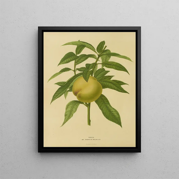 Flore hollandaise et Pomone Pl. 09 - Abraham Jacobus Wendel — framed artwork on a wall
