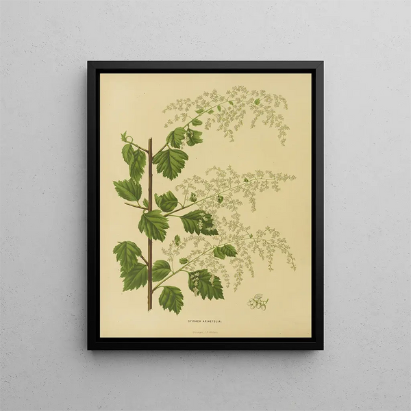 Flore hollandaise et Pomone Pl. 10 - Abraham Jacobus Wendel — framed artwork on a wall