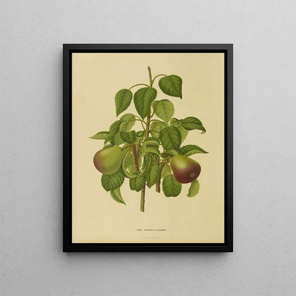Flore hollandaise et Pomone Pl. 11 - Abraham Jacobus Wendel — framed artwork on a wall