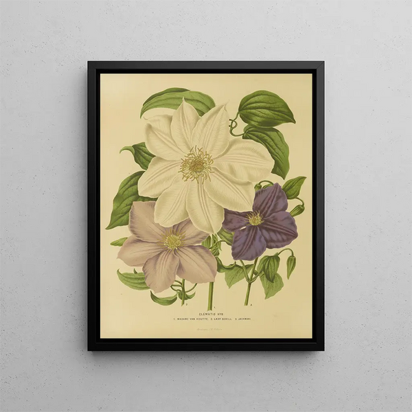 Flore hollandaise et Pomone Pl. 12 - Abraham Jacobus Wendel — framed artwork on a wall