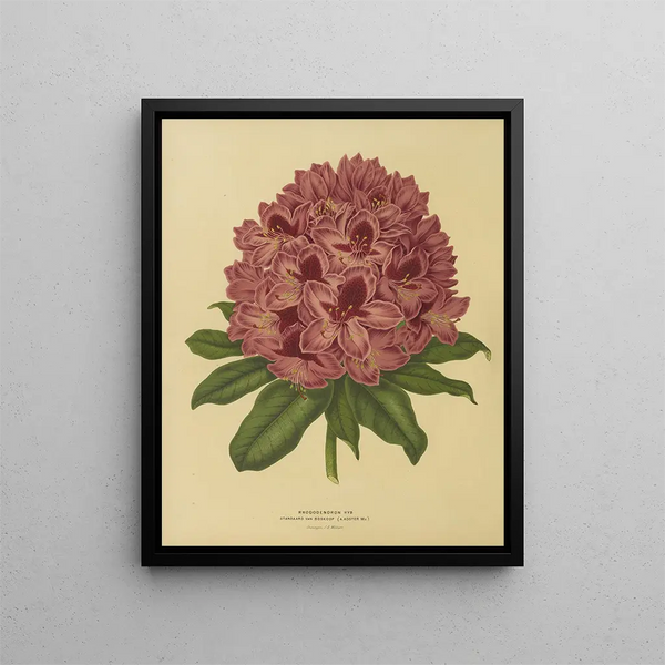 Flore hollandaise et Pomone Pl. 13 - Abraham Jacobus Wendel — framed artwork on a wall