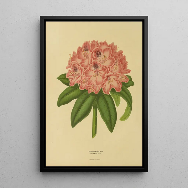Reproduction of the painting Flore et pomone néerlandaises Pl14 - Abraham Jacobus Wendel