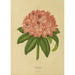 Reproduction of the painting Flore et pomone néerlandaises Pl14 - Abraham Jacobus Wendel