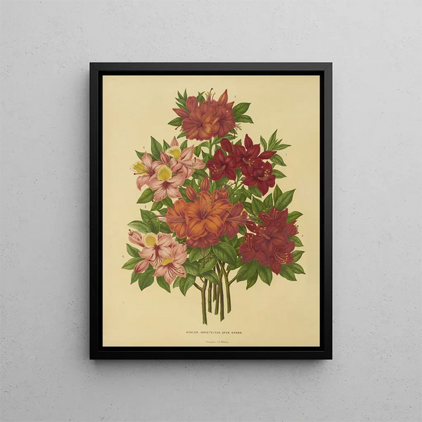 Flore hollandaise et Pomone Pl. 15 - Abraham Jacobus Wendel — framed artwork on a wall