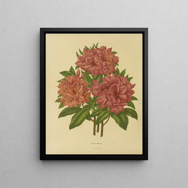 Flore hollandaise et Pomone 17 - Abraham Jacobus Wendel — framed artwork on a wall