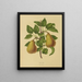 Flore hollandaise et Pomone PL19 - Abraham Jacobus Wendel — framed artwork on a wall