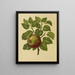 Flore hollandaise et Pomone PL20 - Abraham Jacobus Wendel — framed artwork on a wall