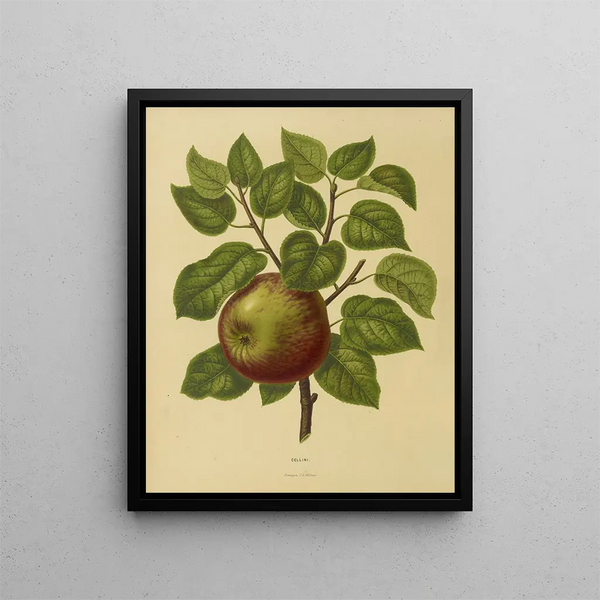 Flore hollandaise et Pomone PL20 - Abraham Jacobus Wendel — framed artwork on a wall