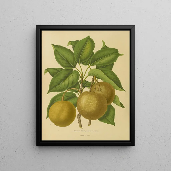 Flore hollandaise et Pomone PL21 - Abraham Jacobus Wendel — framed artwork on a wall