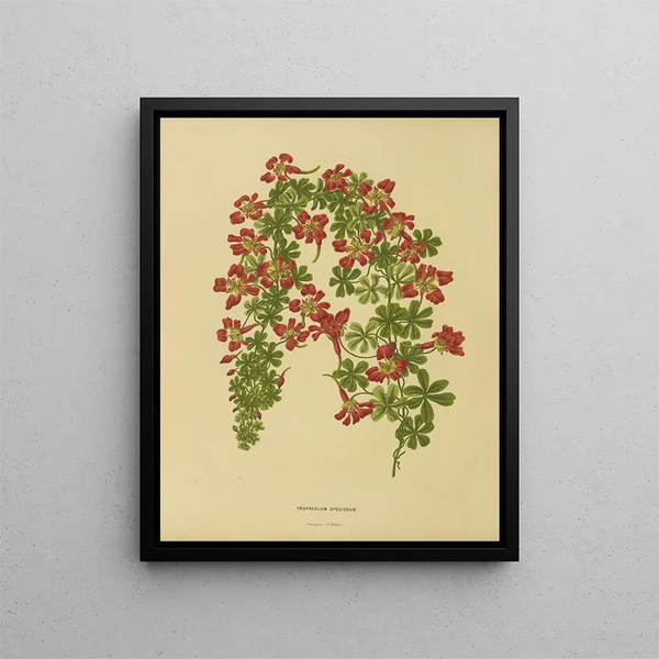 Flore hollandaise et Pomone PL22 - Abraham Jacobus Wendel — framed artwork on a wall