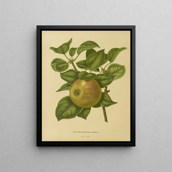 Flore hollandaise et Pomone PL23 - Abraham Jacobus Wendel — framed artwork on a wall