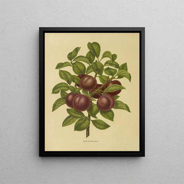 Flore hollandaise et Pomone PL24 - Abraham Jacobus Wendel — framed artwork on a wall