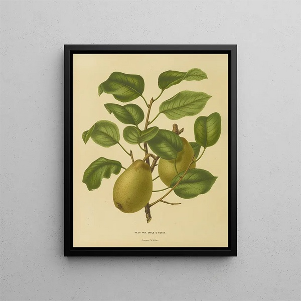 Flore hollandaise et Pomone PL25 - Abraham Jacobus Wendel — framed artwork on a wall