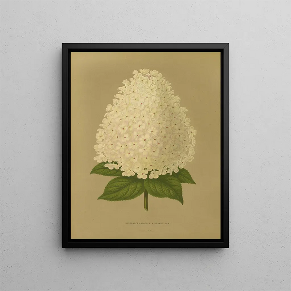 Flore hollandaise et Pomone PL26 - Abraham Jacobus Wendel — framed artwork on a wall