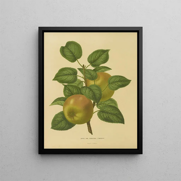 Flore hollandaise et Pomone PL27 - Abraham Jacobus Wendel — framed artwork on a wall