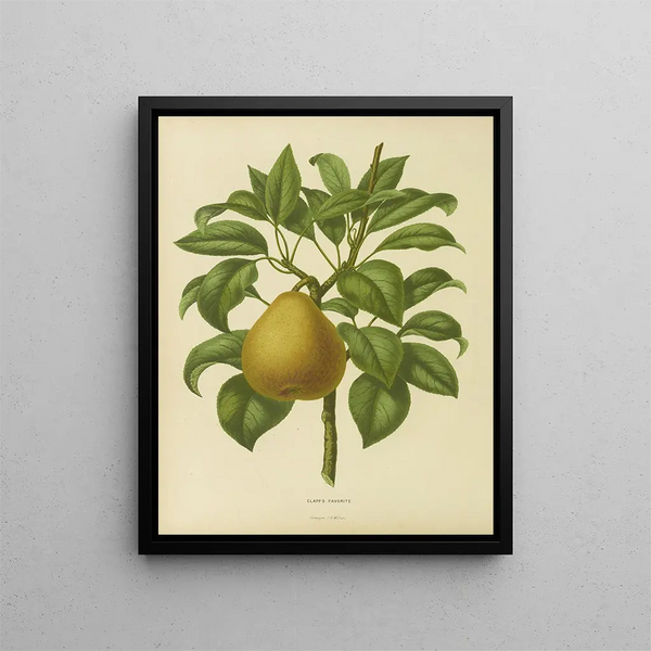 Flore hollandaise et Pomone PL28 - Abraham Jacobus Wendel — framed artwork on a wall