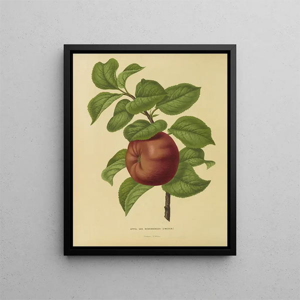 Flore hollandaise et Pomone PL29 - Abraham Jacobus Wendel — framed artwork on a wall