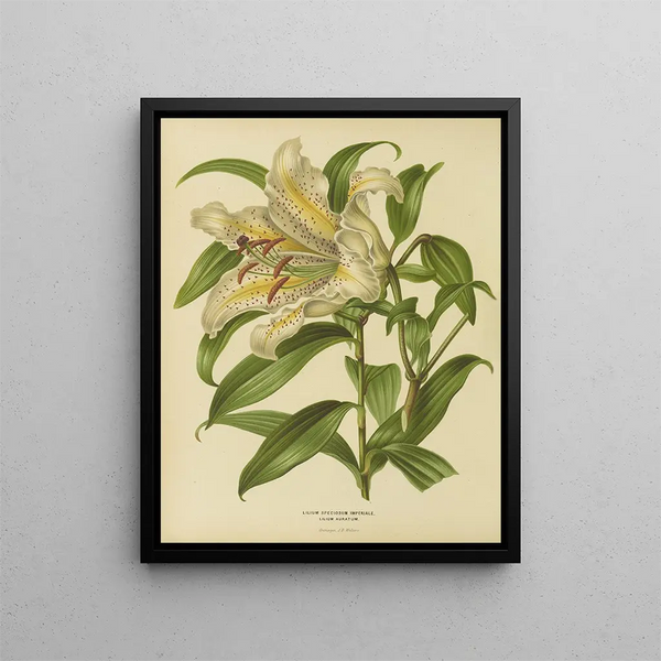 Flore hollandaise et Pomone PL30 - Abraham Jacobus Wendel — framed artwork on a wall