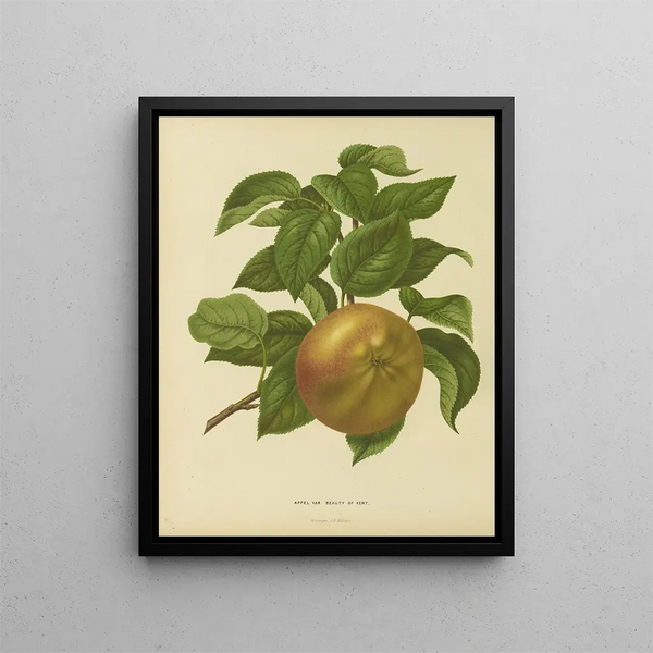 Flore hollandaise et Pomone PL31 - Abraham Jacobus Wendel — framed artwork on a wall